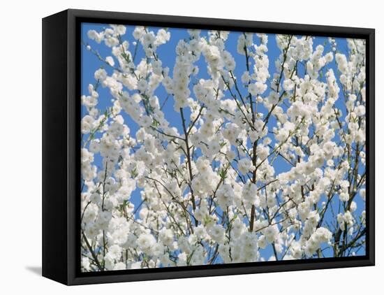 Plum Blossoms-null-Framed Premier Image Canvas