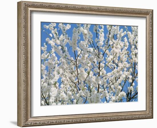 Plum Blossoms-null-Framed Photographic Print