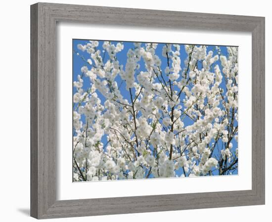 Plum Blossoms-null-Framed Photographic Print