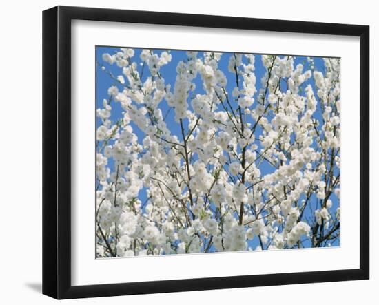 Plum Blossoms-null-Framed Photographic Print