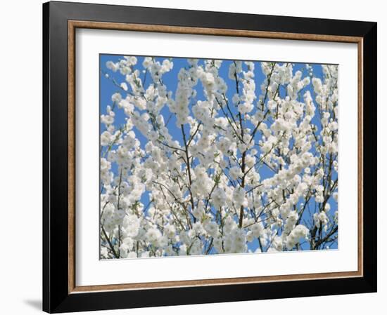 Plum Blossoms-null-Framed Photographic Print