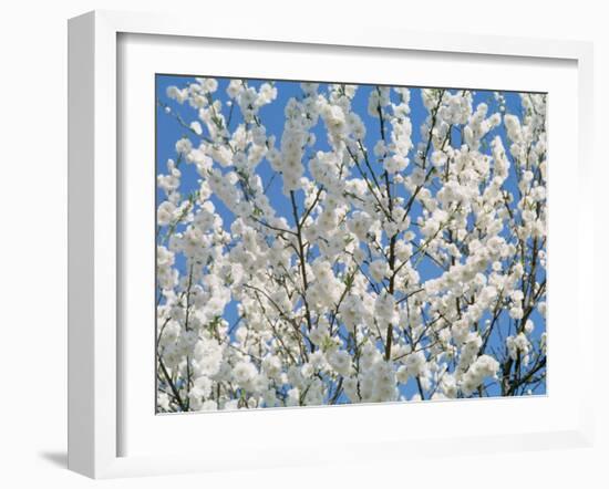 Plum Blossoms-null-Framed Photographic Print