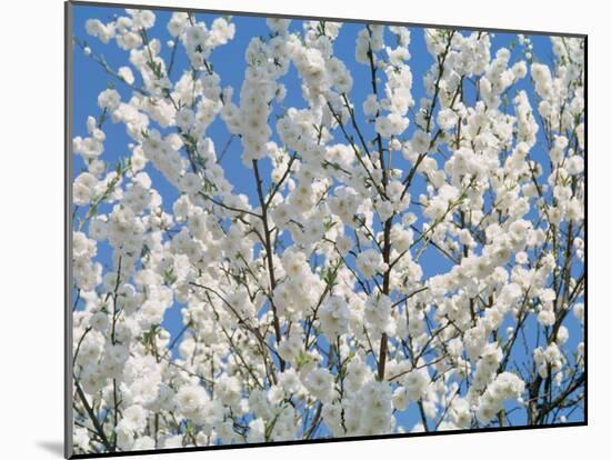 Plum Blossoms-null-Mounted Photographic Print