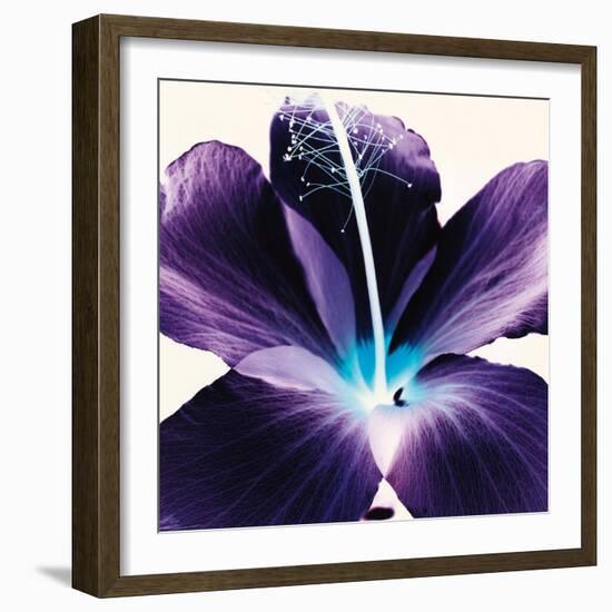 Plum Hibiscus-Christine Caldwell-Framed Art Print