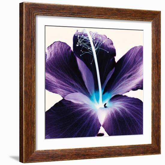 Plum Hibiscus-Christine Caldwell-Framed Art Print