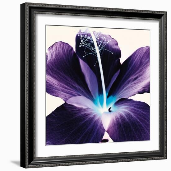 Plum Hibiscus-Christine Caldwell-Framed Art Print