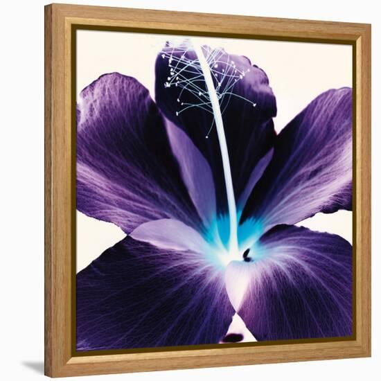 Plum Hibiscus-Christine Caldwell-Framed Stretched Canvas