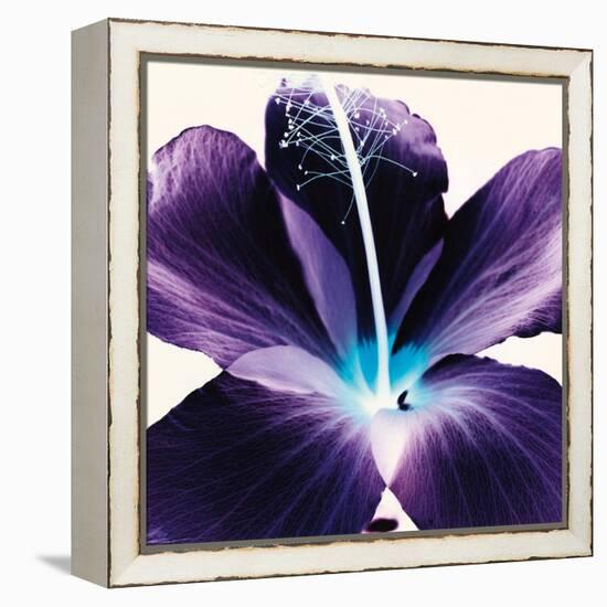 Plum Hibiscus-Christine Caldwell-Framed Stretched Canvas