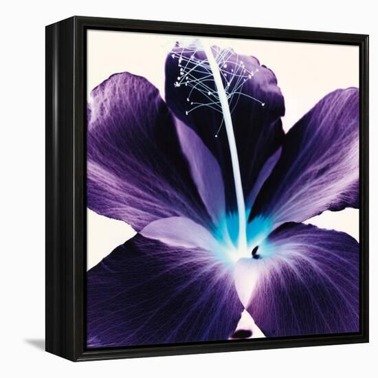 Plum Hibiscus-Christine Caldwell-Framed Stretched Canvas