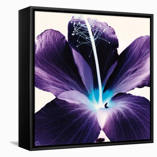 Plum Hibiscus-Christine Caldwell-Framed Stretched Canvas