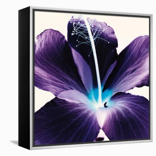 Plum Hibiscus-Christine Caldwell-Framed Stretched Canvas