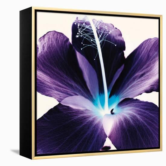 Plum Hibiscus-Christine Caldwell-Framed Stretched Canvas