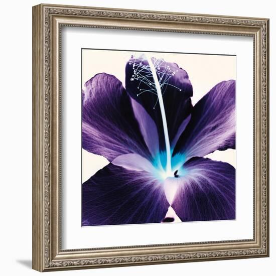 Plum Hibiscus-Christine Caldwell-Framed Art Print