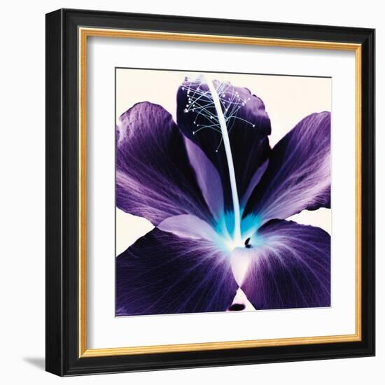 Plum Hibiscus-Christine Caldwell-Framed Art Print