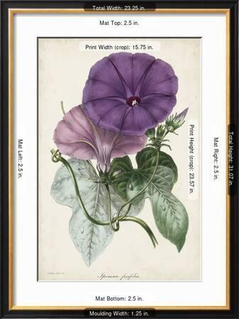 Plum Morning Glory Giclee Print by Paxton | Art.com