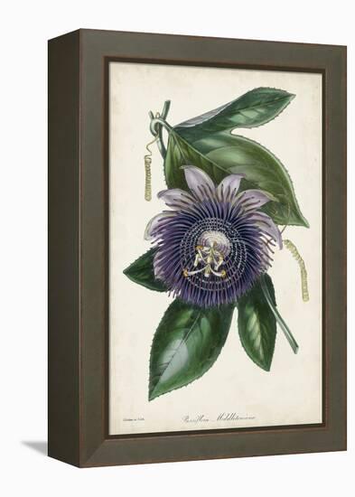 Plum Passion Flower-Paxton-Framed Stretched Canvas