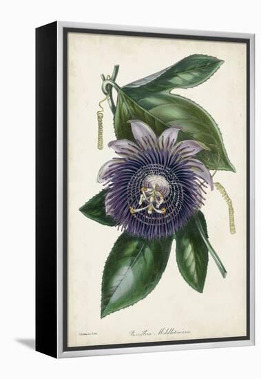 Plum Passion Flower-Paxton-Framed Stretched Canvas