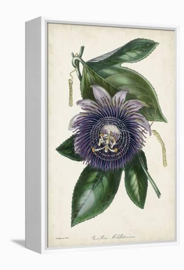 Plum Passion Flower-Paxton-Framed Stretched Canvas