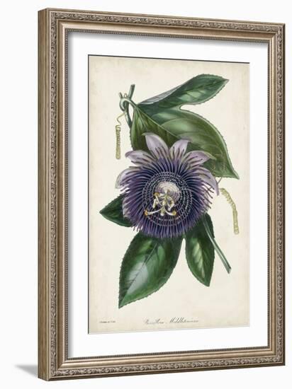 Plum Passion Flower-Paxton-Framed Art Print