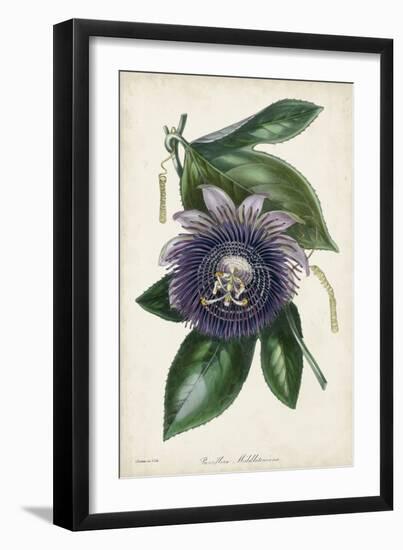 Plum Passion Flower-Paxton-Framed Art Print