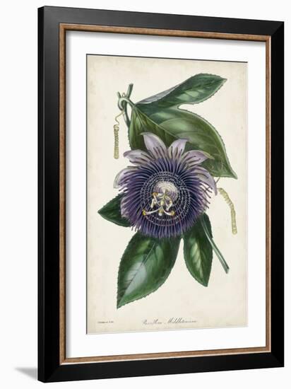 Plum Passion Flower-Paxton-Framed Art Print