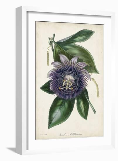 Plum Passion Flower-Paxton-Framed Art Print