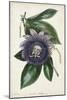 Plum Passion Flower-Paxton-Mounted Art Print