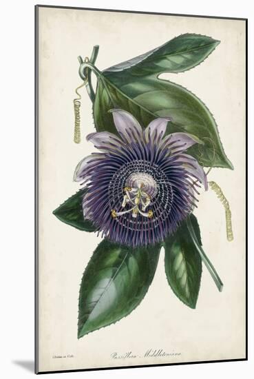 Plum Passion Flower-Paxton-Mounted Art Print