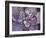 Plum Succulent-Filippo Ioco-Framed Art Print