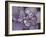 Plum Succulent-Filippo Ioco-Framed Art Print