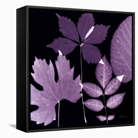 Plum Sunprint Leaves-Dan Zamudio-Framed Stretched Canvas