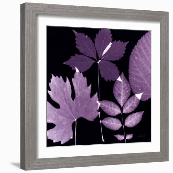 Plum Sunprint Leaves-Dan Zamudio-Framed Art Print