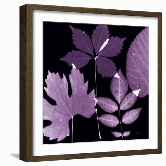 Plum Sunprint Leaves-Dan Zamudio-Framed Art Print