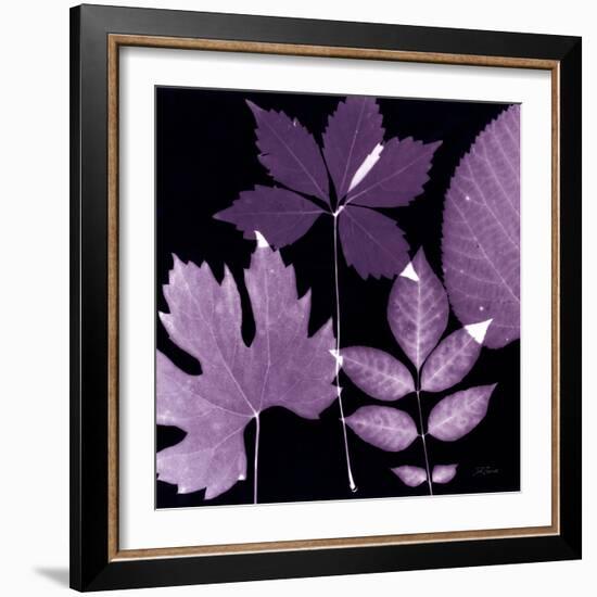 Plum Sunprint Leaves-Dan Zamudio-Framed Art Print