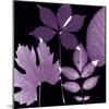 Plum Sunprint Leaves-Dan Zamudio-Mounted Art Print