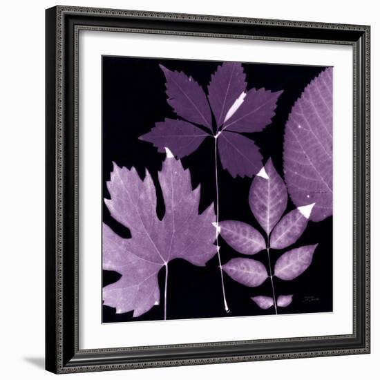 Plum Sunprint Leaves-Dan Zamudio-Framed Art Print