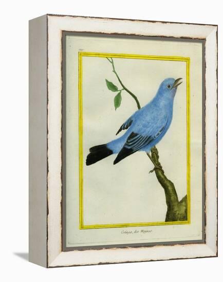 Plum-Throated Cotinga-Georges-Louis Buffon-Framed Premier Image Canvas