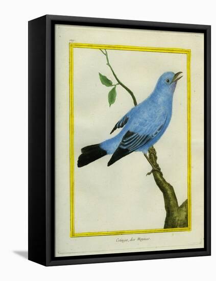 Plum-Throated Cotinga-Georges-Louis Buffon-Framed Premier Image Canvas