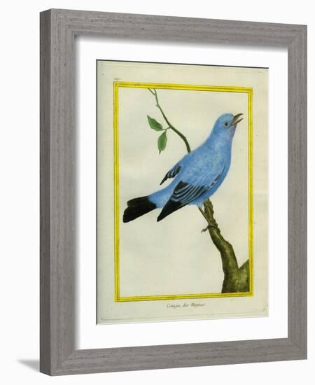 Plum-Throated Cotinga-Georges-Louis Buffon-Framed Giclee Print