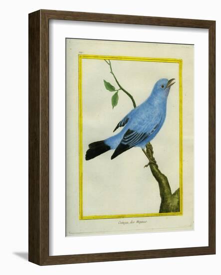 Plum-Throated Cotinga-Georges-Louis Buffon-Framed Giclee Print