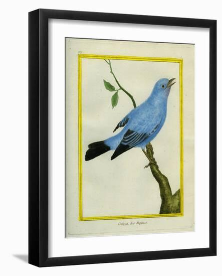 Plum-Throated Cotinga-Georges-Louis Buffon-Framed Giclee Print