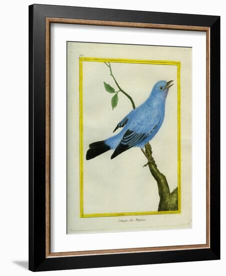 Plum-Throated Cotinga-Georges-Louis Buffon-Framed Giclee Print