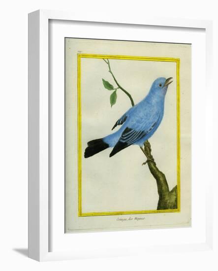 Plum-Throated Cotinga-Georges-Louis Buffon-Framed Giclee Print