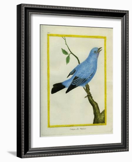 Plum-Throated Cotinga-Georges-Louis Buffon-Framed Giclee Print