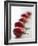 Plum Tomatoes in a Row-Martina Schindler-Framed Photographic Print