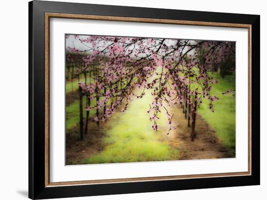 Plum Tree Blossoms And Vineyard In Sonoma County-Ron Koeberer-Framed Photographic Print