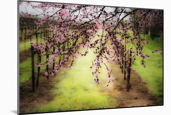 Plum Tree Blossoms And Vineyard In Sonoma County-Ron Koeberer-Mounted Photographic Print