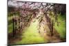 Plum Tree Blossoms And Vineyard In Sonoma County-Ron Koeberer-Mounted Photographic Print