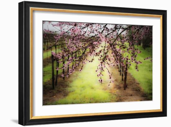 Plum Tree Blossoms And Vineyard In Sonoma County-Ron Koeberer-Framed Photographic Print