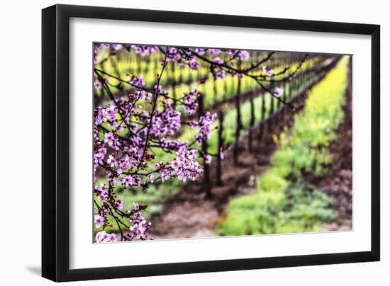 Plum Tree Blossoms And Vineyard In Sonoma County-Ron Koeberer-Framed Photographic Print